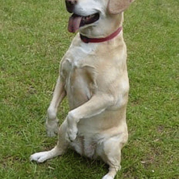 How to Transform Your Dog’s Behavior: The Ultimate Guide to Brain Training for Dogs